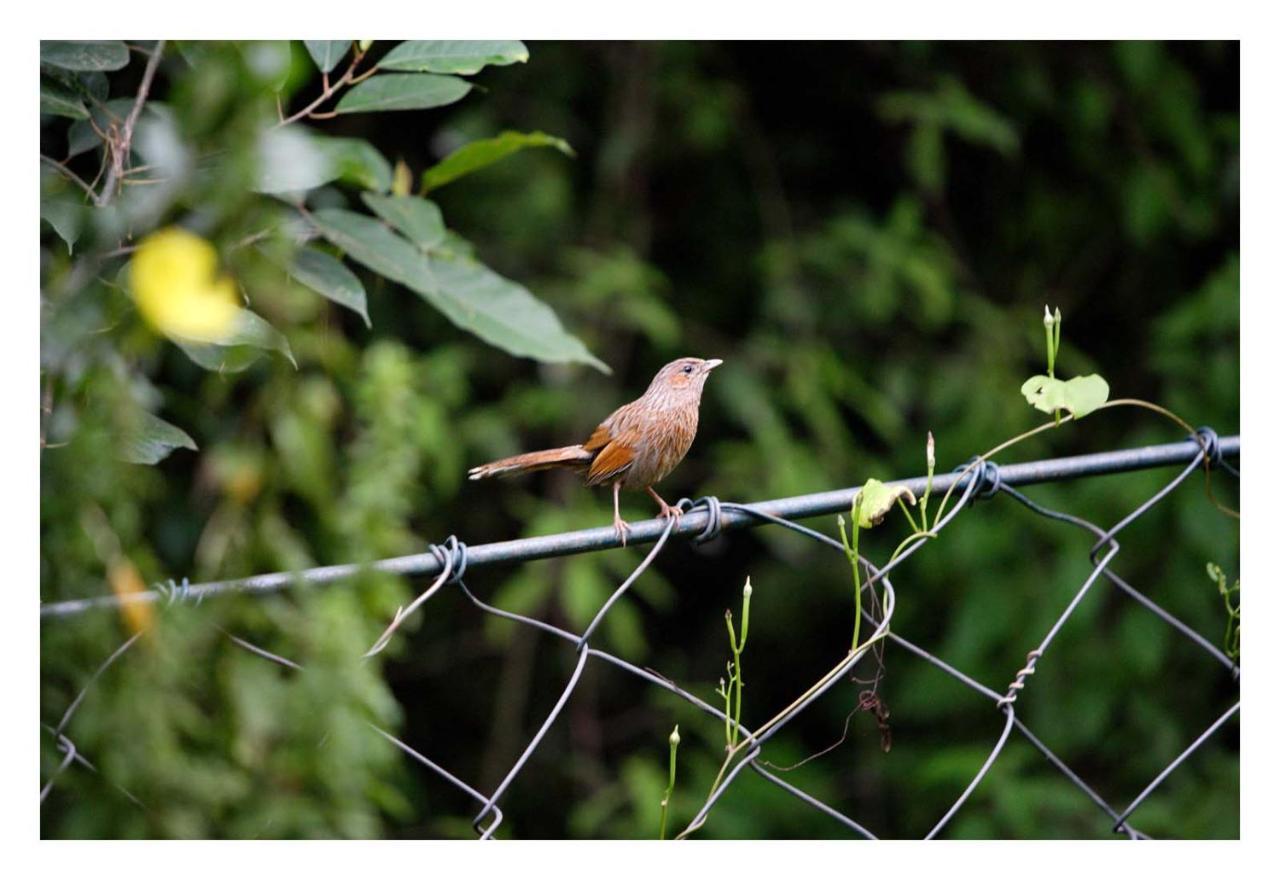 Saffronstays Himalaica, Nainital Bhowali Exteriér fotografie